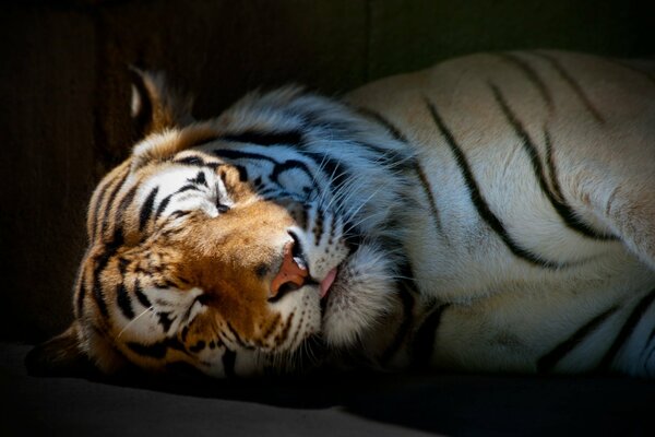 The sleeping striped predator is very cute