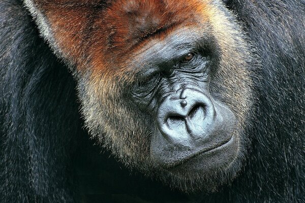 A giant gorilla sits in thought