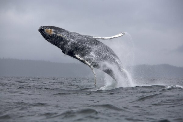 Un énorme saut dans la mer de la baleine