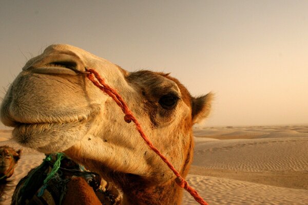 Camel caravan in the endless desert