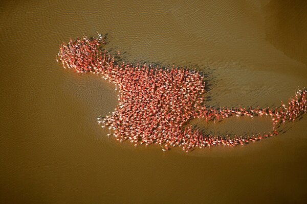 Rosa Flamingos sind am Ufer in Vogelform ausgekleidet