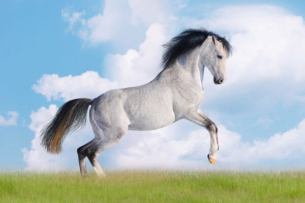 Caballo blanco con melena negra contra las nubes