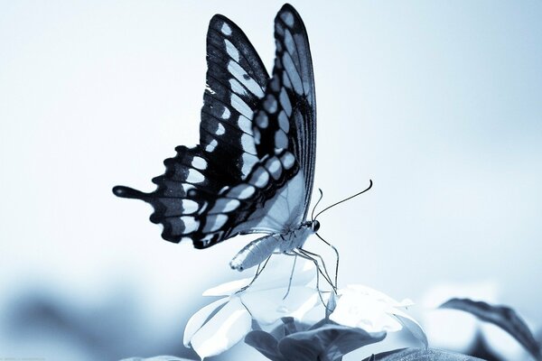 Primer plano de la mariposa en una hoja en blanco y negro