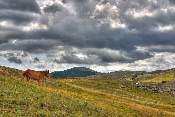 Sky, mountains and a horse walking on the hills