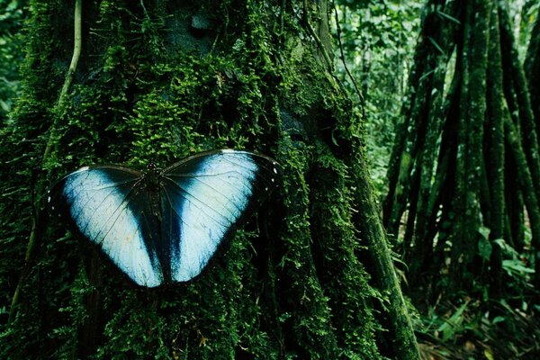 Foresta, farfalla con ali blu sul muschio