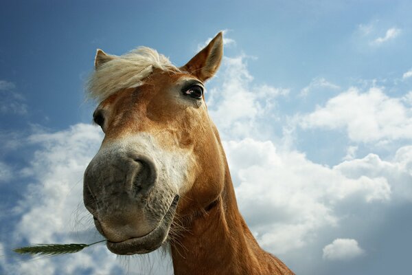 Against the background of a cloudy sky, a horse is chewing grass