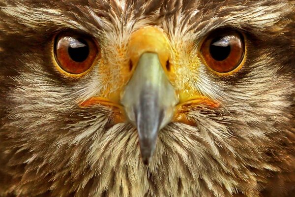 Ein genauerer Blick auf den mächtigen Adler