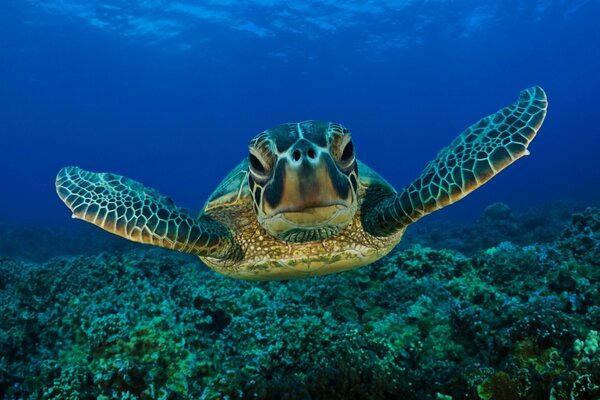 Tortue sous l eau sur fond de corail