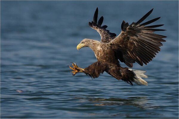 Caccia al falco al volo