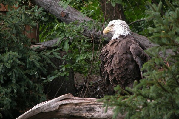 An eagle sits on a branch and looks into the distance