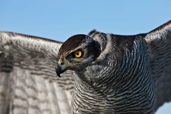 Der Blick der orangefarbenen Hawk-Augen