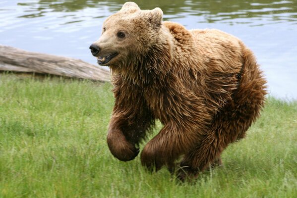 A wet bear runs through the grass