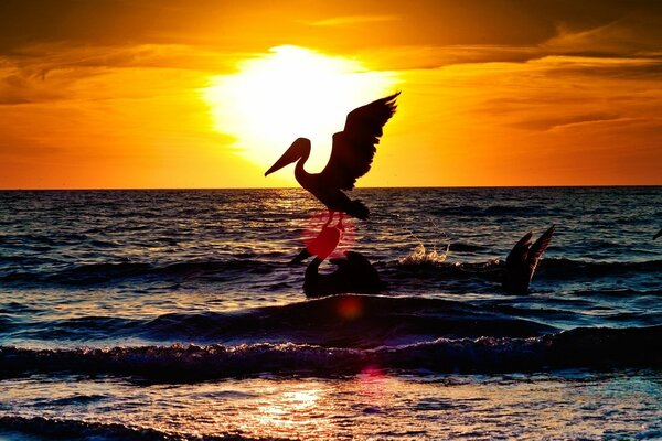 Oiseaux à plumes au coucher du soleil près de l océan