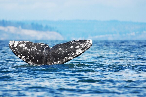 Spotted whale tail peeking out of the water