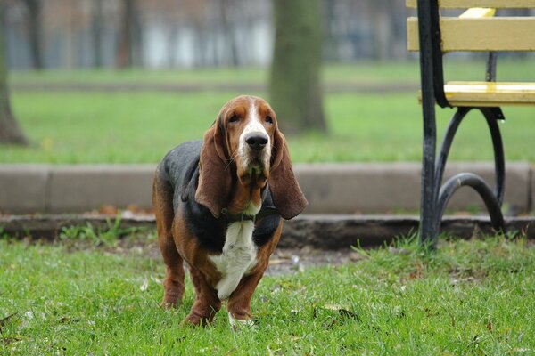 Basset spaceruje po parku