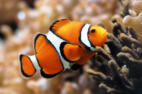 An orange fish swims in a coral reef