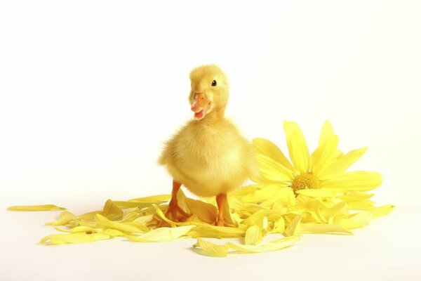 Yellow fluffy duckling with a yellow flower