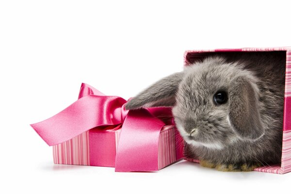 Pink gift box with grey earflap