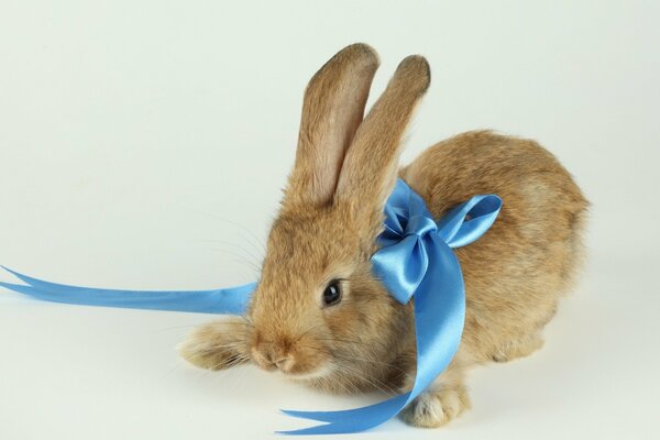 Cute bunny with a blue bow