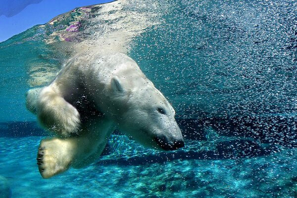 E sott acqua la sua preda, le battute sono cattive con un orso bianco