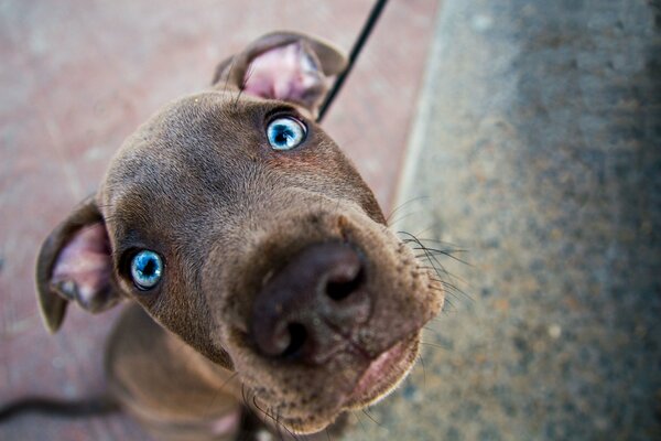 Perro con ojos azules brillantes