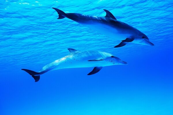 Pareja de delfines en el mar azul