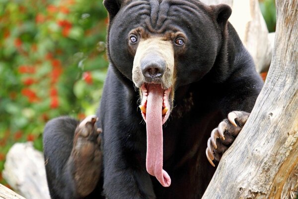 Orso divertente con la lingua lunga