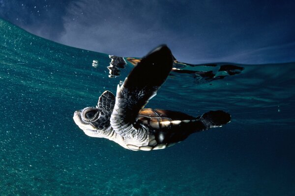 Süße Schildkröte schwimmt unter Wasser