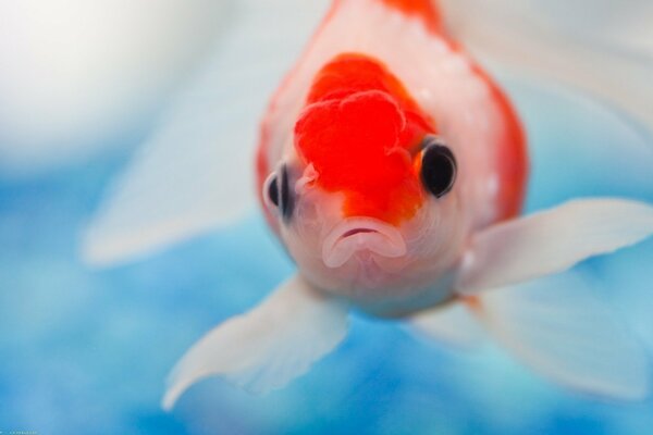 Beau poisson avec des yeux noirs dans l eau