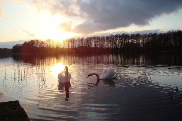 Weiße Schwäne schwimmen auf einem Waldsee