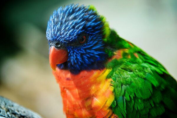 Loro con plumas de colores brillantes mirando cuidadosamente algo