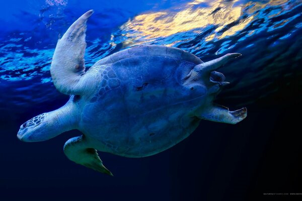 Große Schildkröte unter Wasser