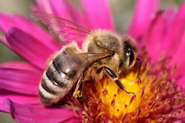 La avispa se sienta en una flor rosa