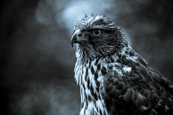 A handsome falcon bird with gray feathers and a sharp look