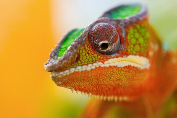 Chamäleon in der Nähe im großen Auge