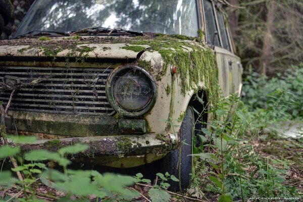 Un viejo coche cubierto de musgo se encuentra en el bosque