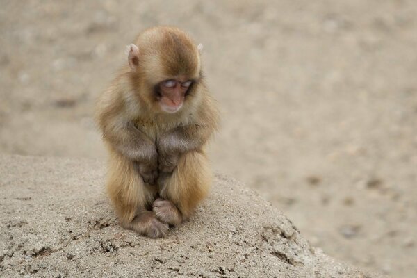 Sad monkey sitting on a rock