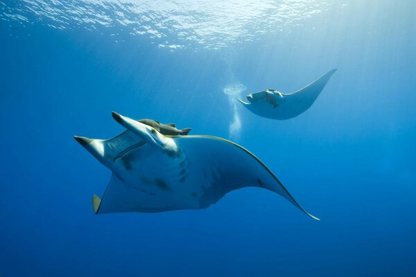 L azzurro del mare e il bellissimo mondo sottomarino