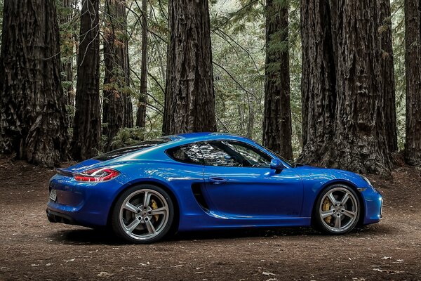 Porsche dans la forêt parmi les grands arbres