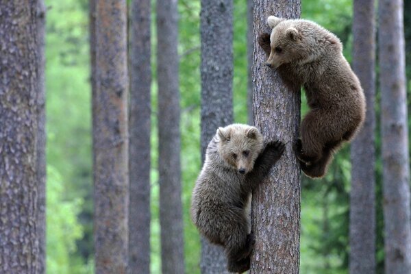 Une paire d oursons grimpant sur un arbre et regardant vers le bas