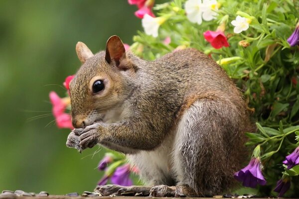 A squirrel eats food in its paws among a flowering plant