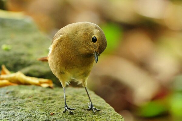 Pájaro amarillo sentado en una piedra