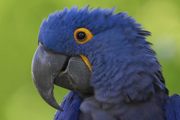 El loro azul Mira con un ojo