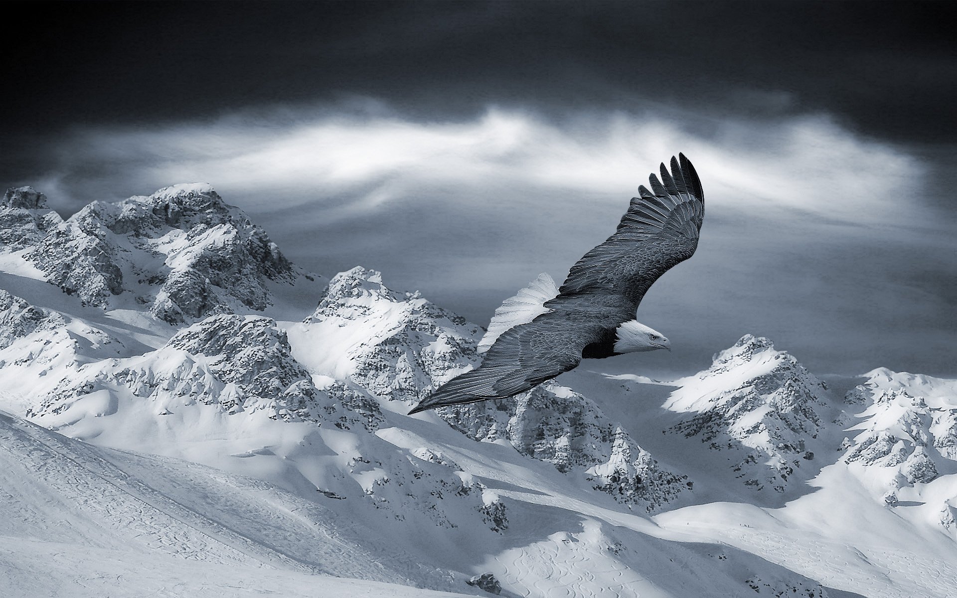 aquila cielo nero montagna inverno neve volo uccelli altezza piumato aquila calva