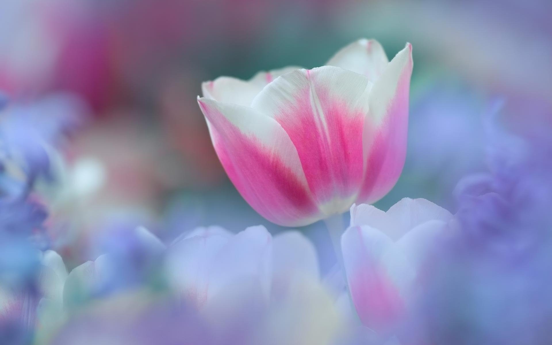 tulip flowers flower pink white tenderness spring