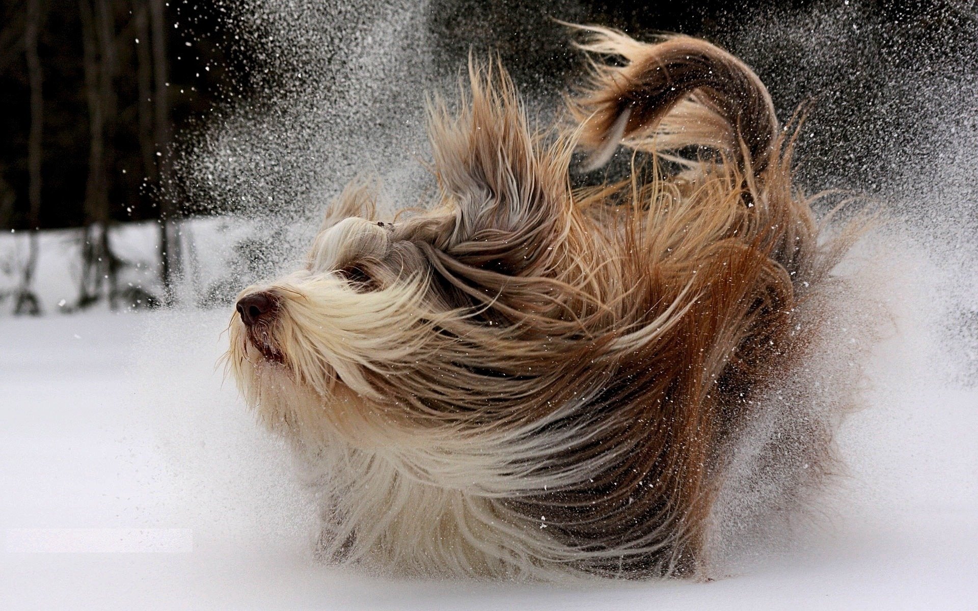 perro invierno caminar nieve movimiento