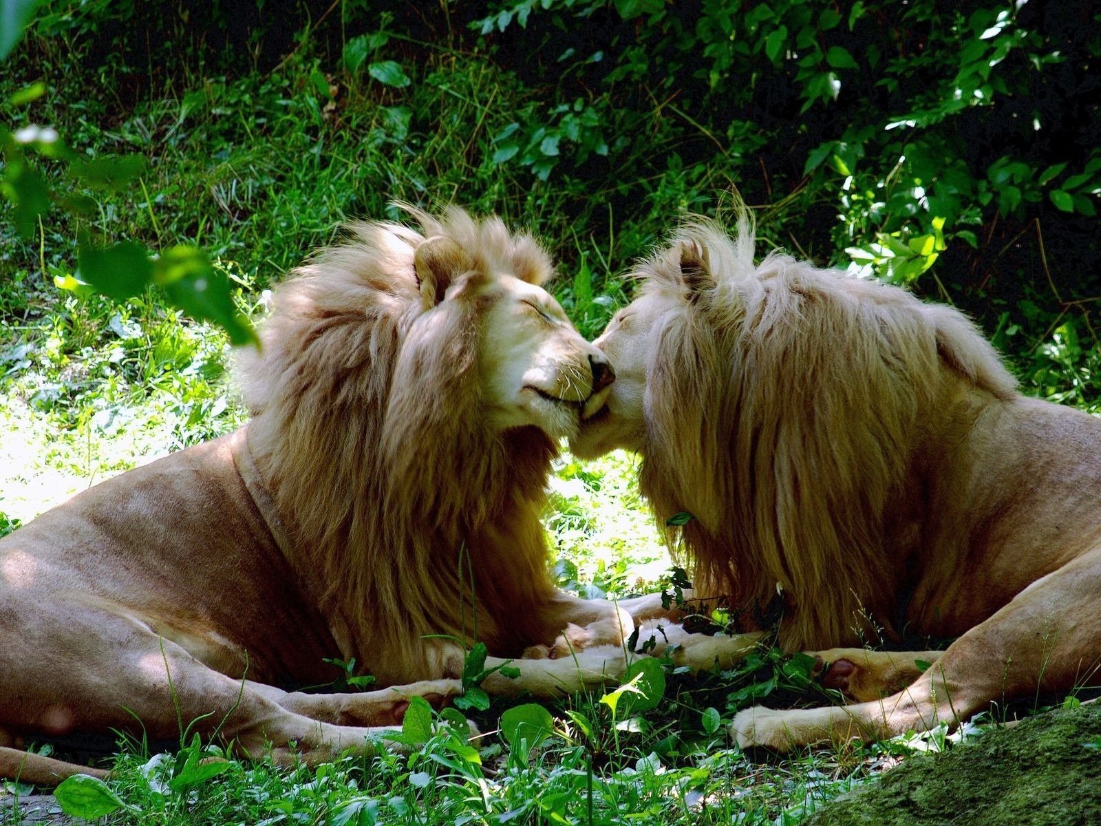 gatos leones blanco animales depredadores amor felino