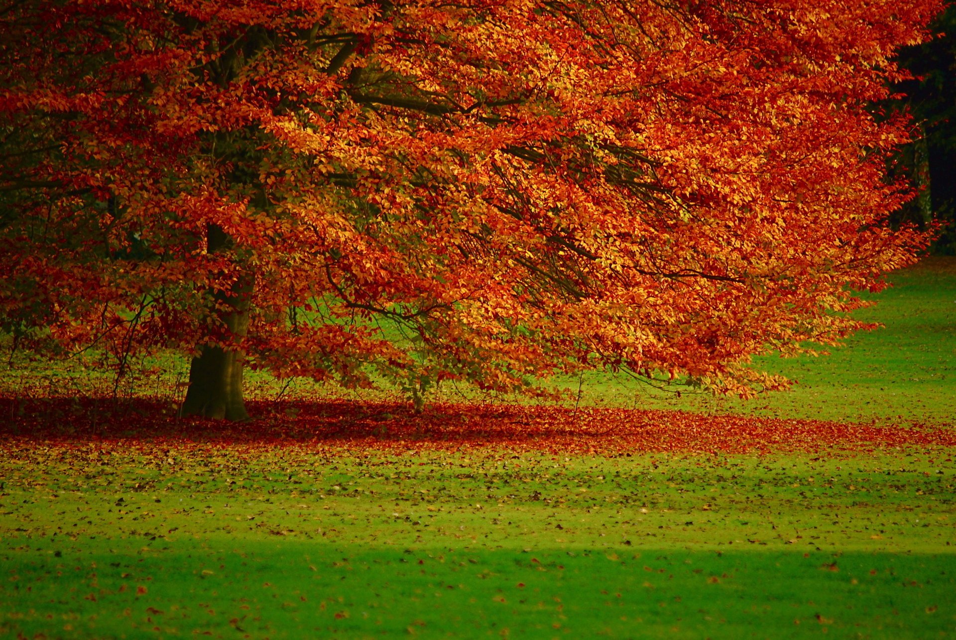 albero autunno fogliame foresta caduta delle foglie periodo d oro estate indiana foglie rosse erba alberi