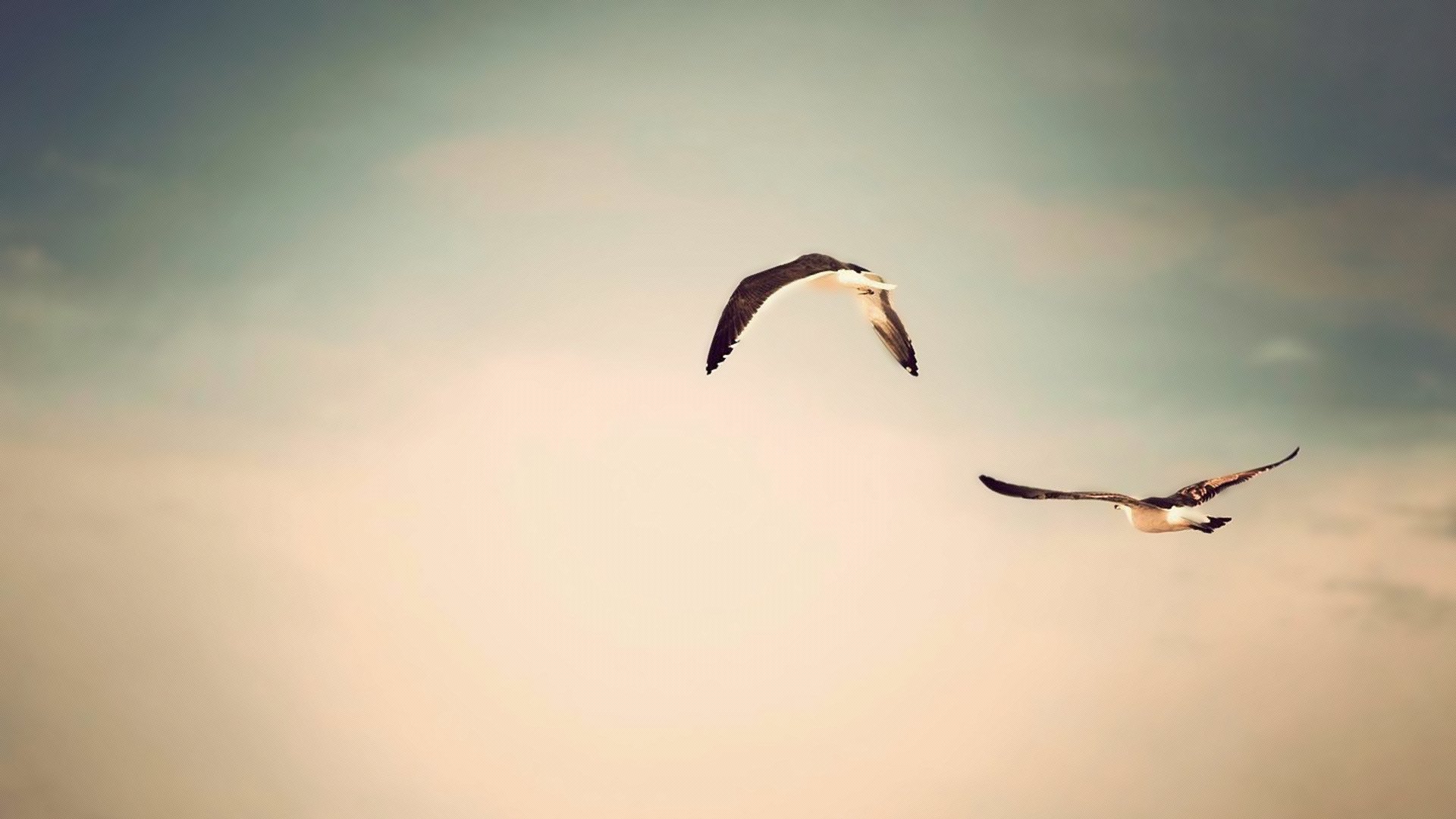 nature ciel vol oiseaux photo fond papier peint animaux