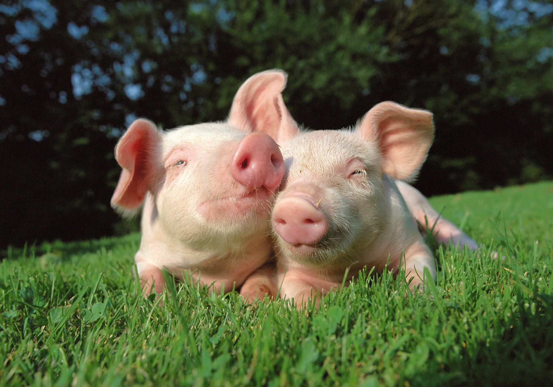 pigs pig grass nature friends the sun earth nose trees grin